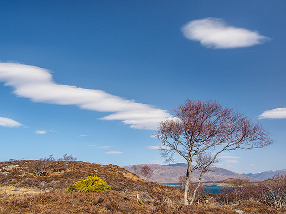 Tree and Clouds