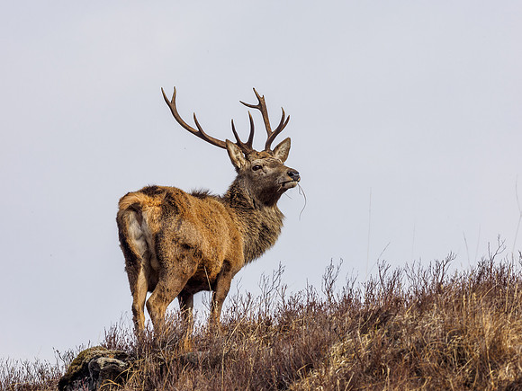 Red Deer Stag (Cervus elaphus)