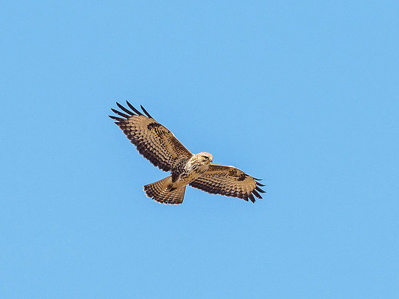 Common Buzzard (Buteo buteo)