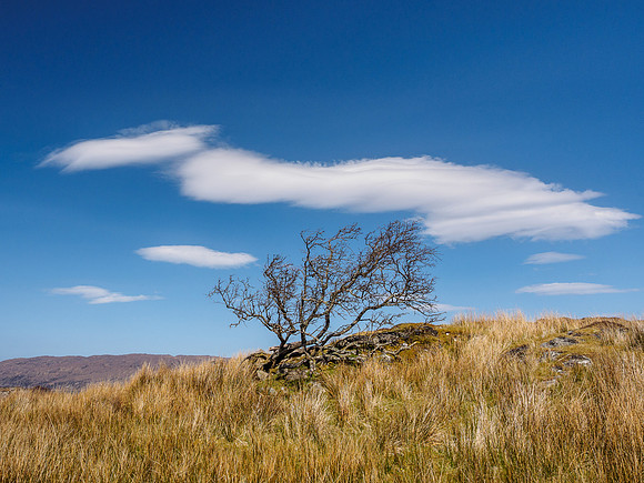 Tree and Clouds