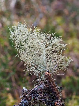 Lichen (Usnea subfloridana)