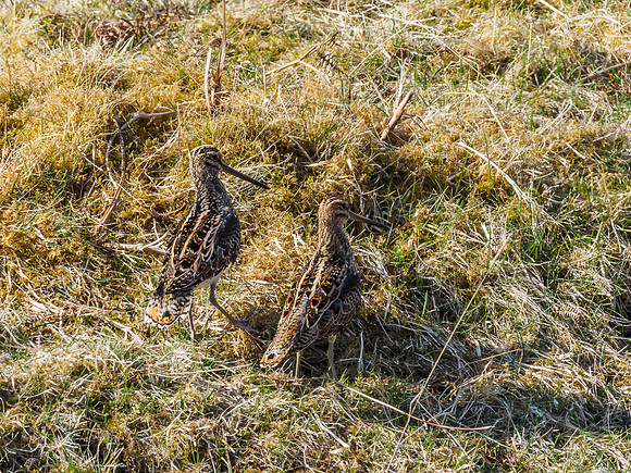 Snipe (Gallinago gallinago)