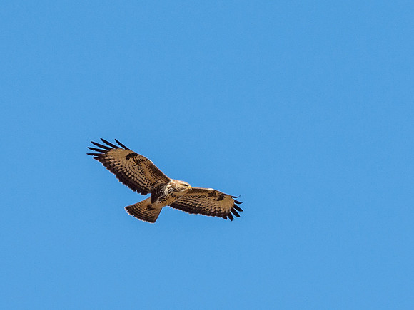 Common Buzzard (Buteo buteo)