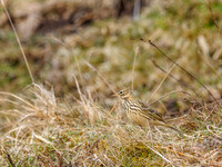 Meadow Pipit (Anthus pratensis)