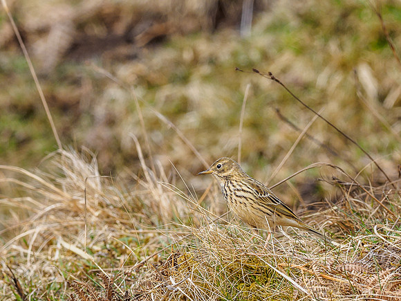 Meadow Pipit (Anthus pratensis)