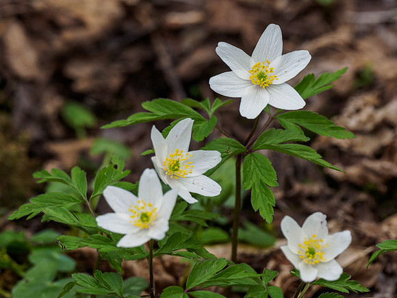 Wood anemone (Anemone nemorosa)