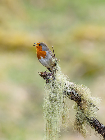 Song Bird