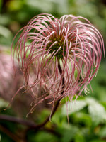 Clematis Seed Head