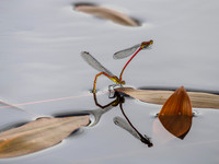 Damsels Coupling 3