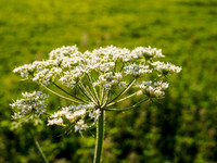 Urquhart Bay Umbel 1