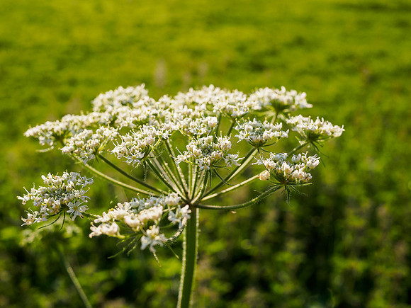 Urquhart Bay Umbel 1