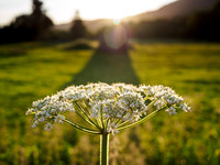 Urquhart Bay Umbel 3