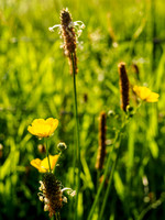 Buttercups and Grasses