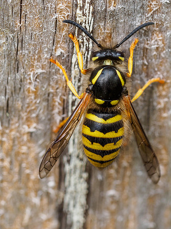 Wasp Eating The Fence