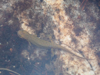 Newt