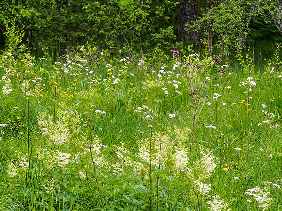 Widflowers 1