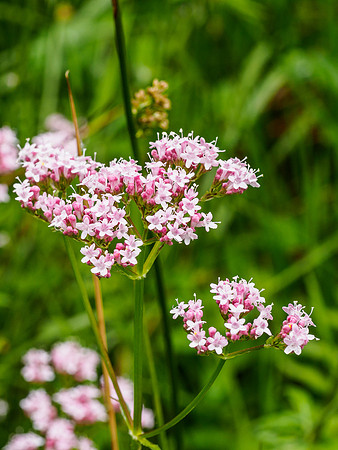 Widflowers 2