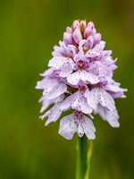 Heath Spotted Orchid