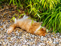 Broken Cat
