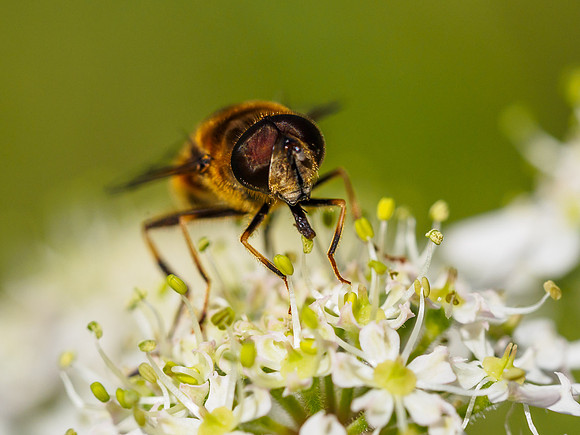 Hoverfly on Cow Parsley