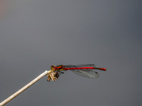 Damselfly
