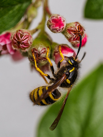 Wasp on Cotoneaster 2