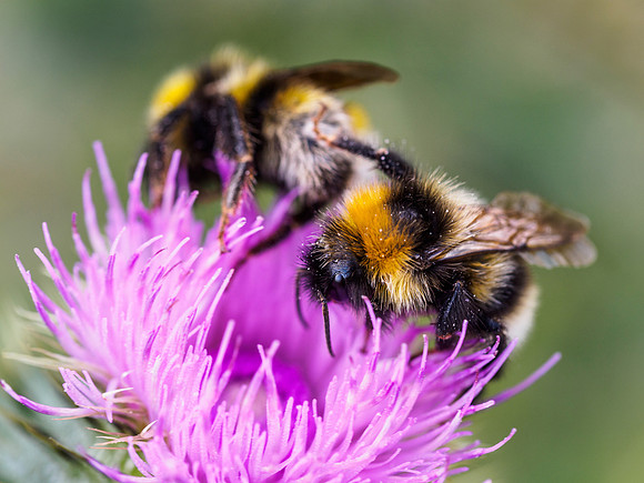 Double Bee