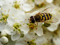 Hoverfly on Pyracantha