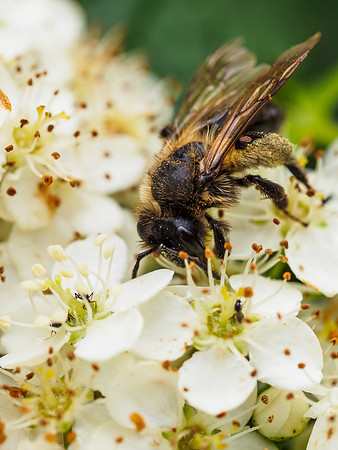 Honey Bee on Pyracantha