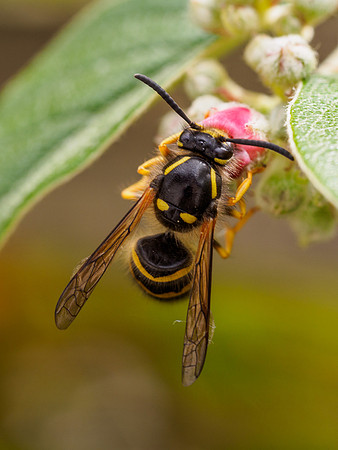 Wasp on Cotoneaster
