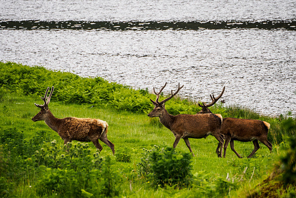 Red Deer Glen Strathfarrar 1