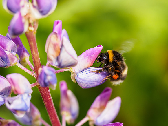 Bumble Bee on Lupin