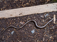 Slow Worm