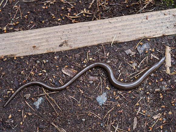 Slow Worm