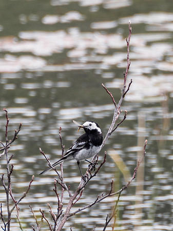 Pied Wagtail