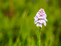 Heath Spotted Orchid