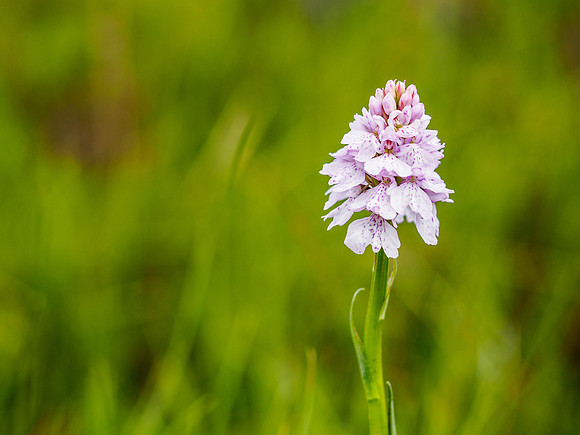 Heath Spotted Orchid
