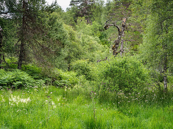 Widflowers 3
