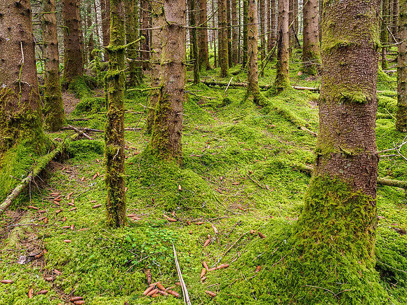 Plantation