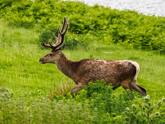Red Deer Glen Strathfarrar 2