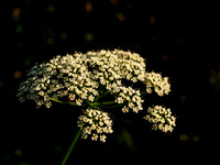 Urquhart Bay Umbel 2