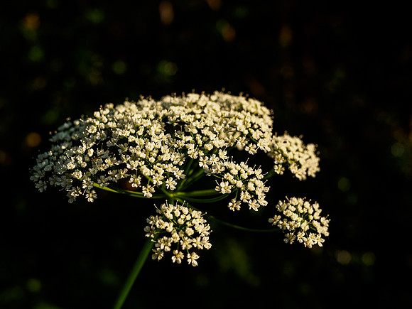 Urquhart Bay Umbel 2