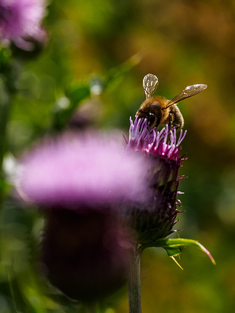 Bumble Bee on Thistle