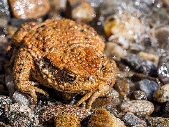 Toad Rescue