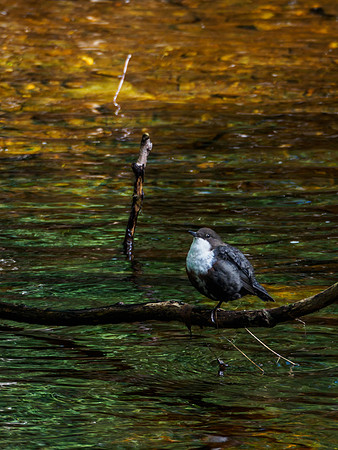 Dipper
