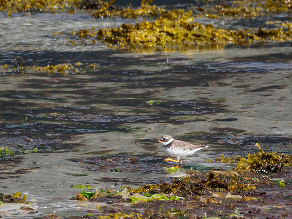 Sandaig August 2015 1
