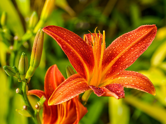 Day Lily
