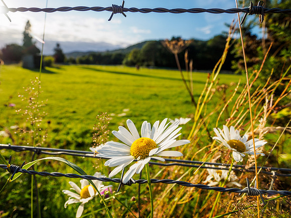 Barbed Wire Daisy
