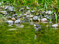 Dipper
