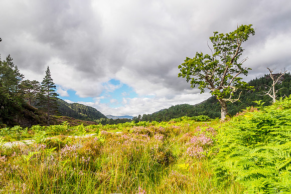 The Old Oak Tree, Glen Strathfarrar